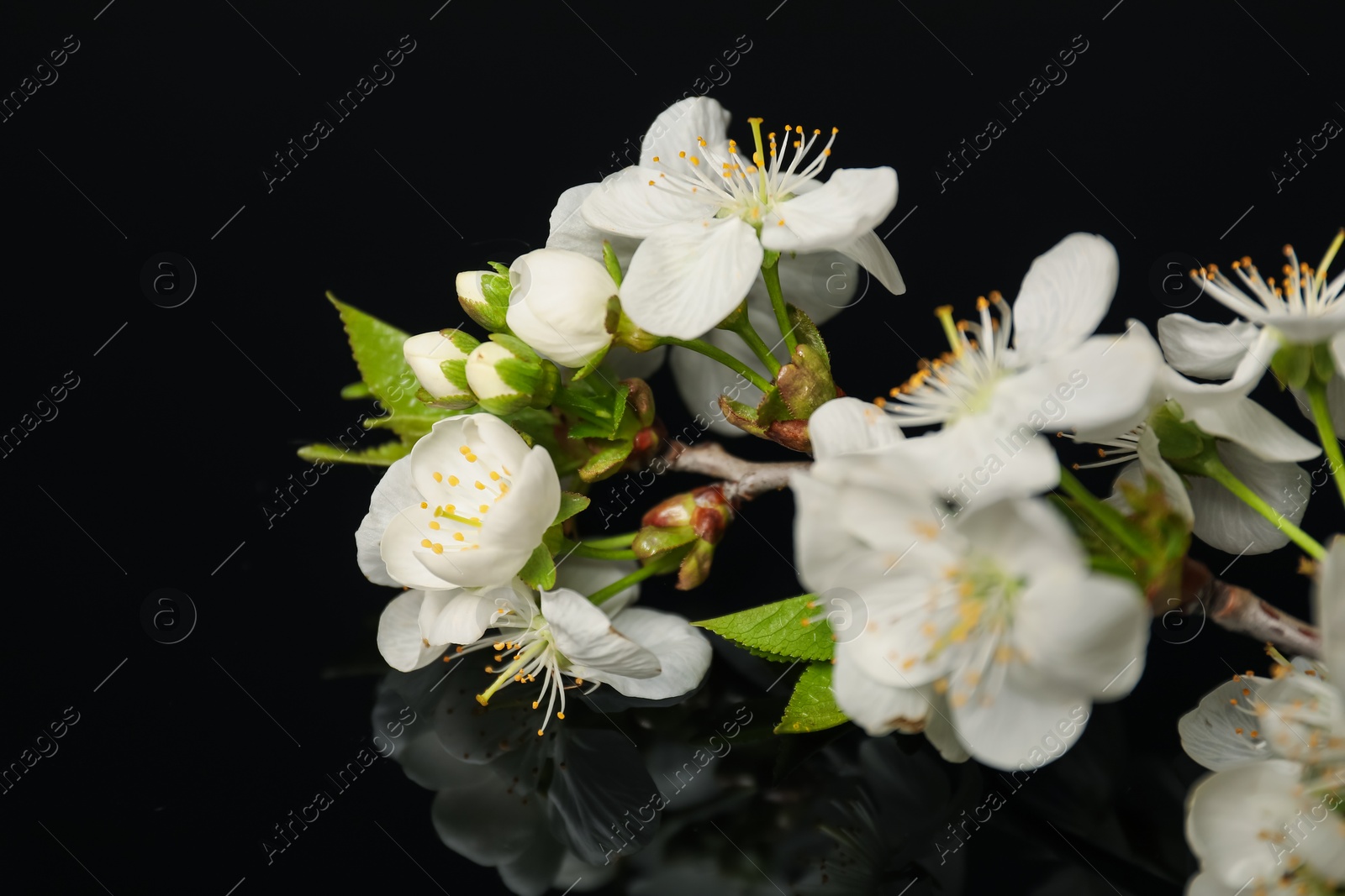 Branch of beautiful flowers on black mirror surface, closeup Photo of Branch of beautiful flowers on black mirror surface, closeup