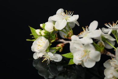 Photo of Branch of beautiful flowers on black mirror surface, closeup