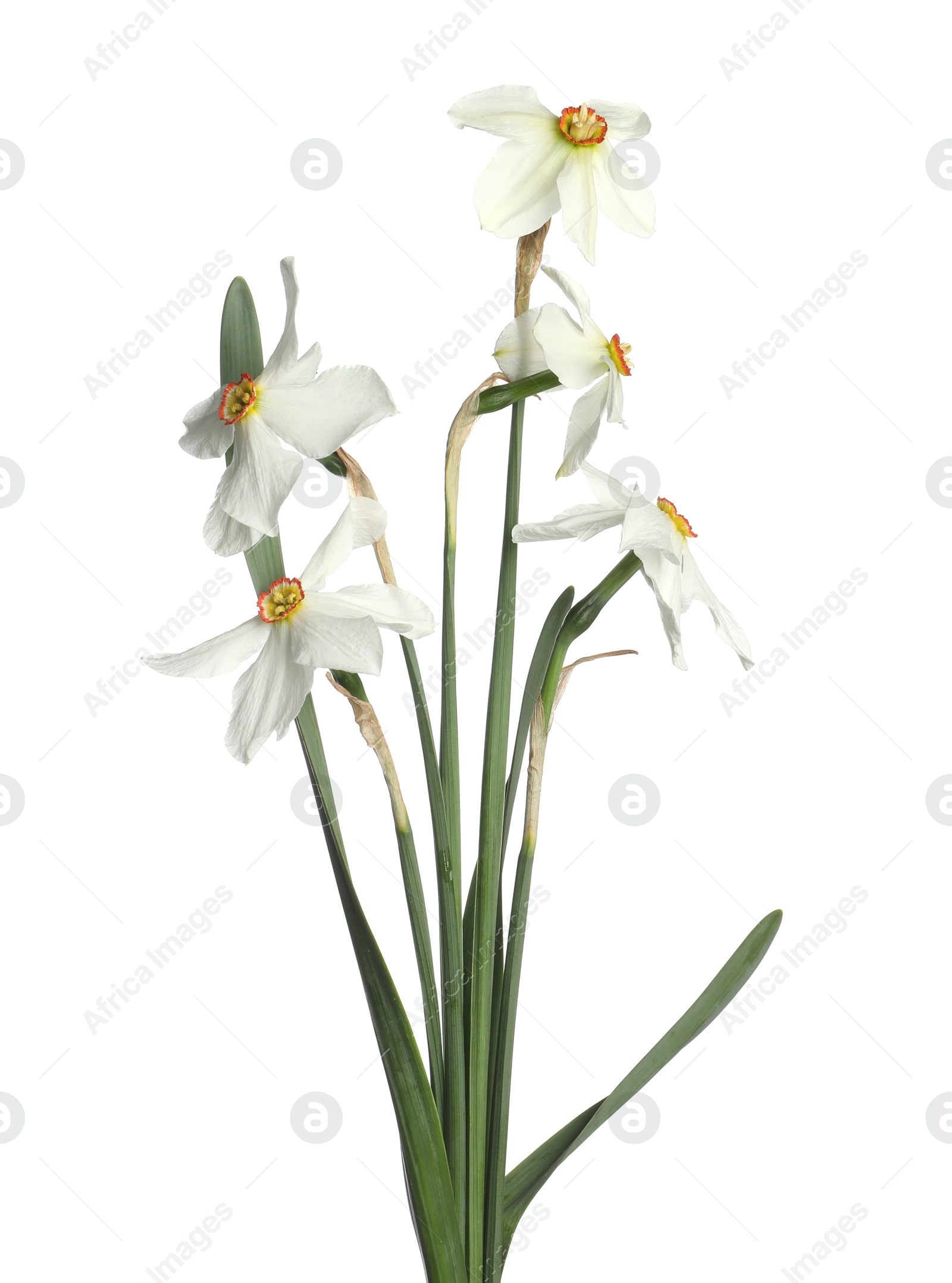Many beautiful color daffodils isolated on white Photo of Many beautiful color daffodils isolated on white