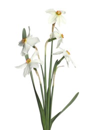 Photo of Many beautiful color daffodils isolated on white