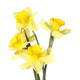 Photo of Many beautiful yellow daffodils isolated on white
