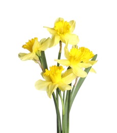 Photo of Many beautiful yellow daffodils isolated on white
