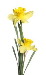 Photo of Two beautiful yellow daffodils isolated on white