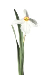 Photo of One beautiful color daffodil isolated on white