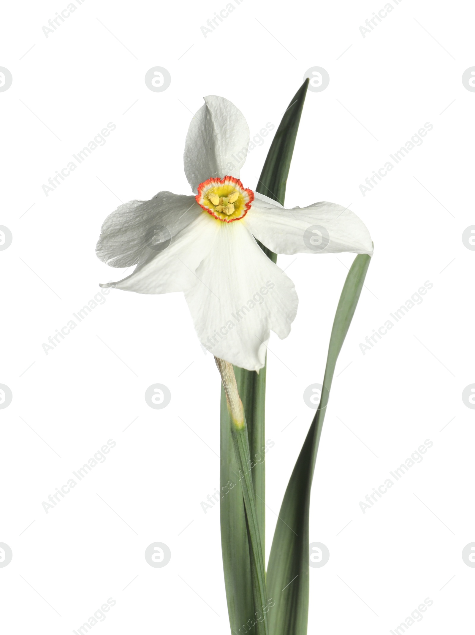 One beautiful color daffodil isolated on white Photo of One beautiful color daffodil isolated on white