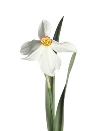 Photo of One beautiful color daffodil isolated on white