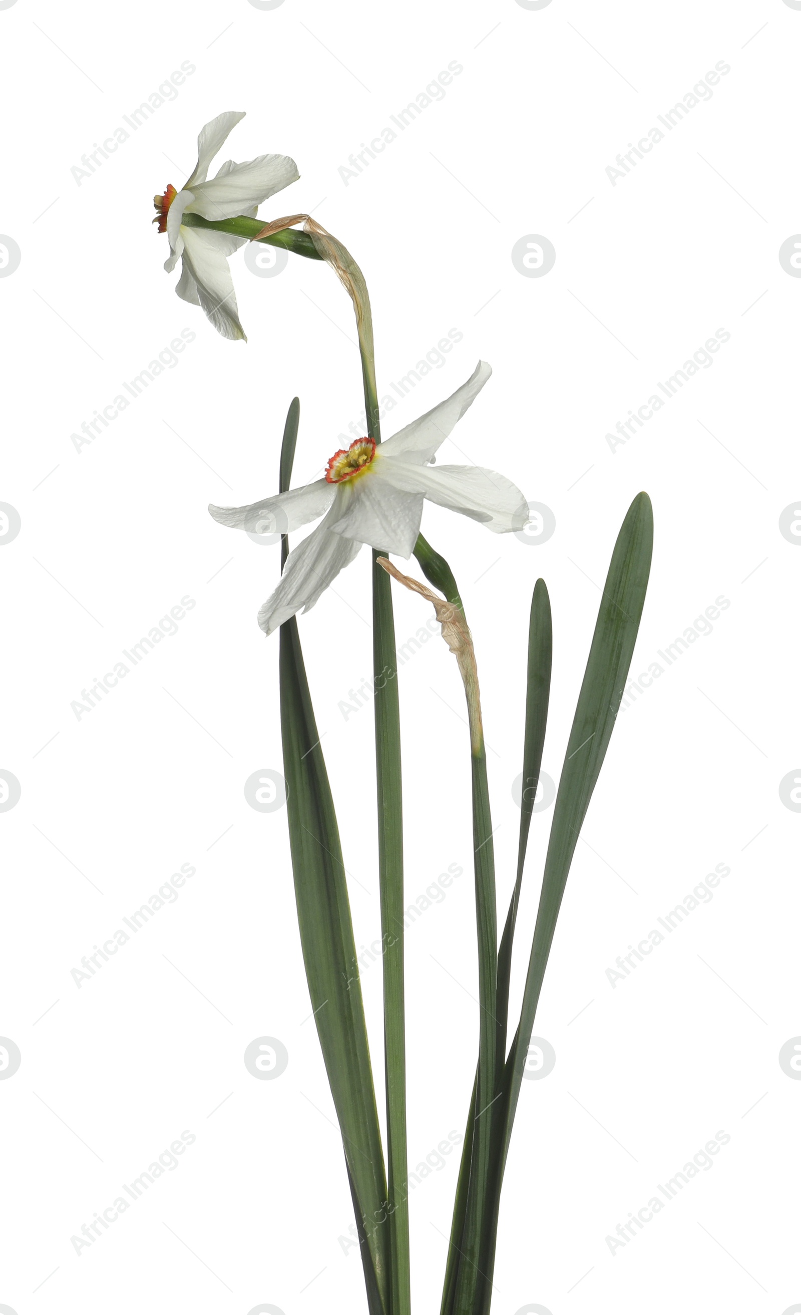 Two beautiful color daffodils isolated on white Photo of Two beautiful color daffodils isolated on white