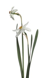 Photo of Two beautiful color daffodils isolated on white