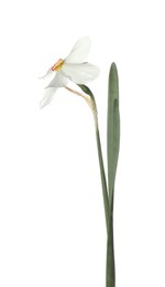 Photo of One beautiful color daffodil isolated on white