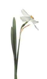 Photo of One beautiful color daffodil isolated on white