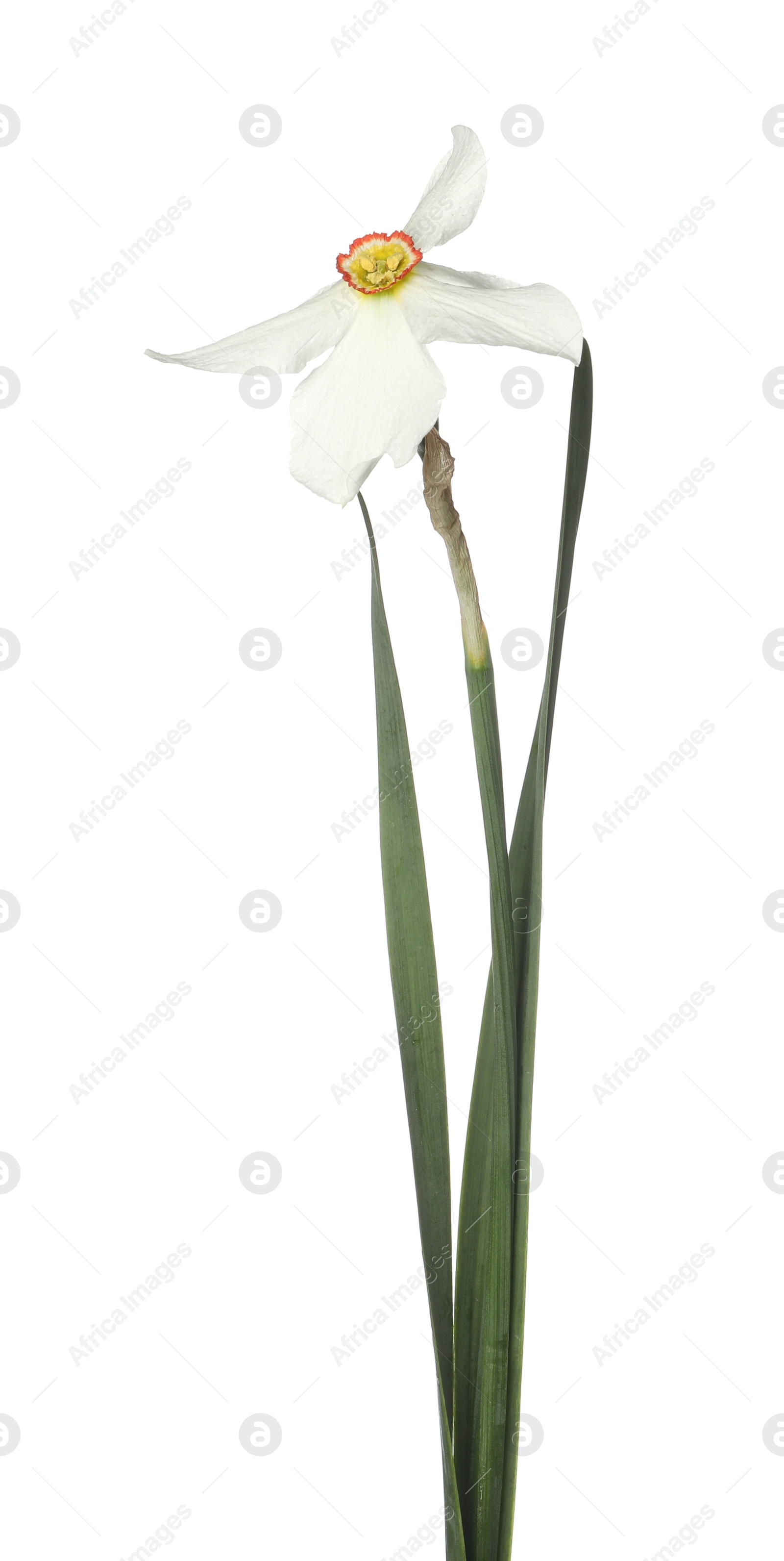 One beautiful color daffodil isolated on white Photo of One beautiful color daffodil isolated on white
