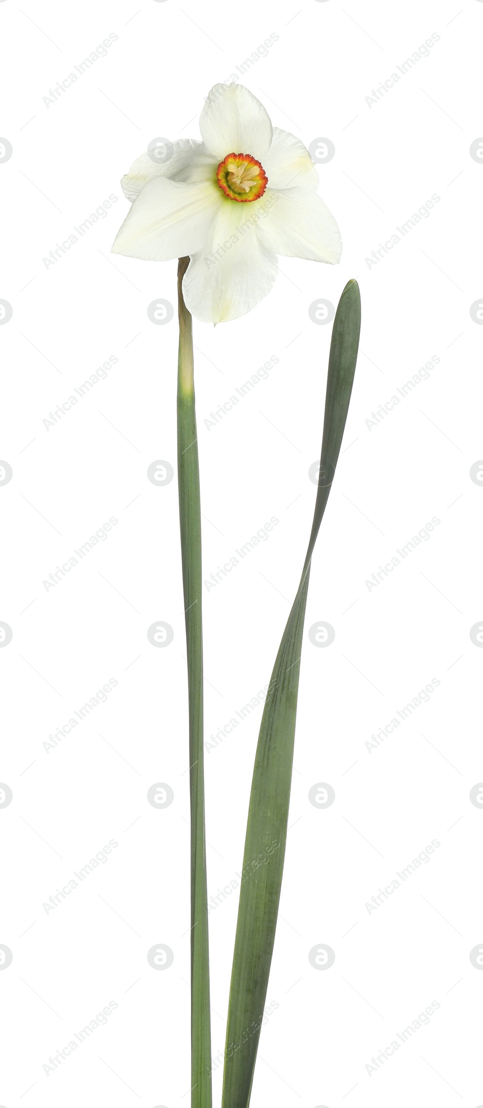 One beautiful color daffodil isolated on white Photo of One beautiful color daffodil isolated on white