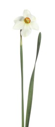 Photo of One beautiful color daffodil isolated on white