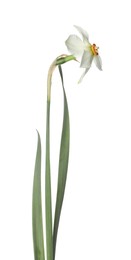 Photo of One beautiful color daffodil isolated on white