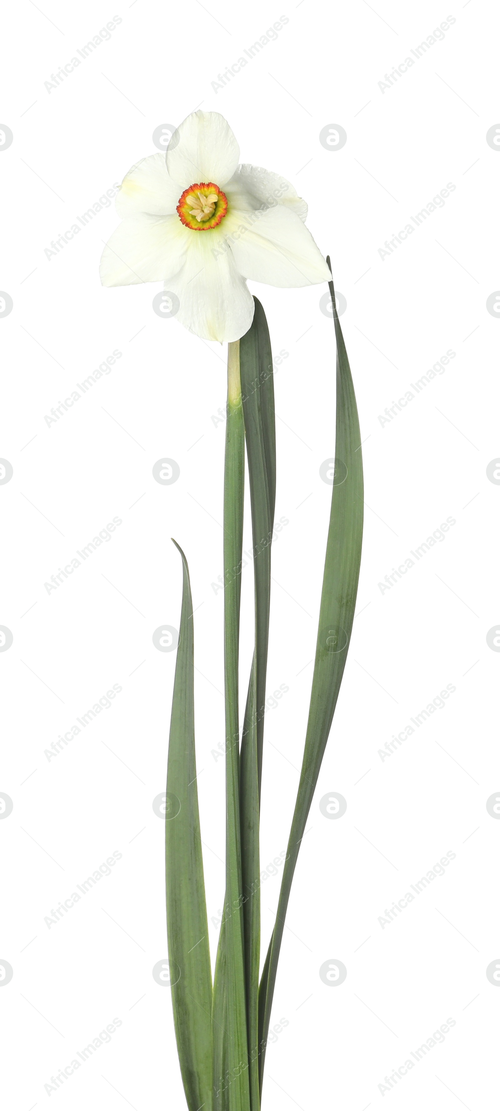 One beautiful color daffodil isolated on white Photo of One beautiful color daffodil isolated on white