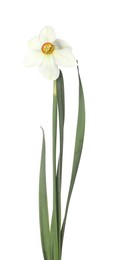 Photo of One beautiful color daffodil isolated on white