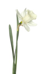 Photo of One beautiful color daffodil isolated on white
