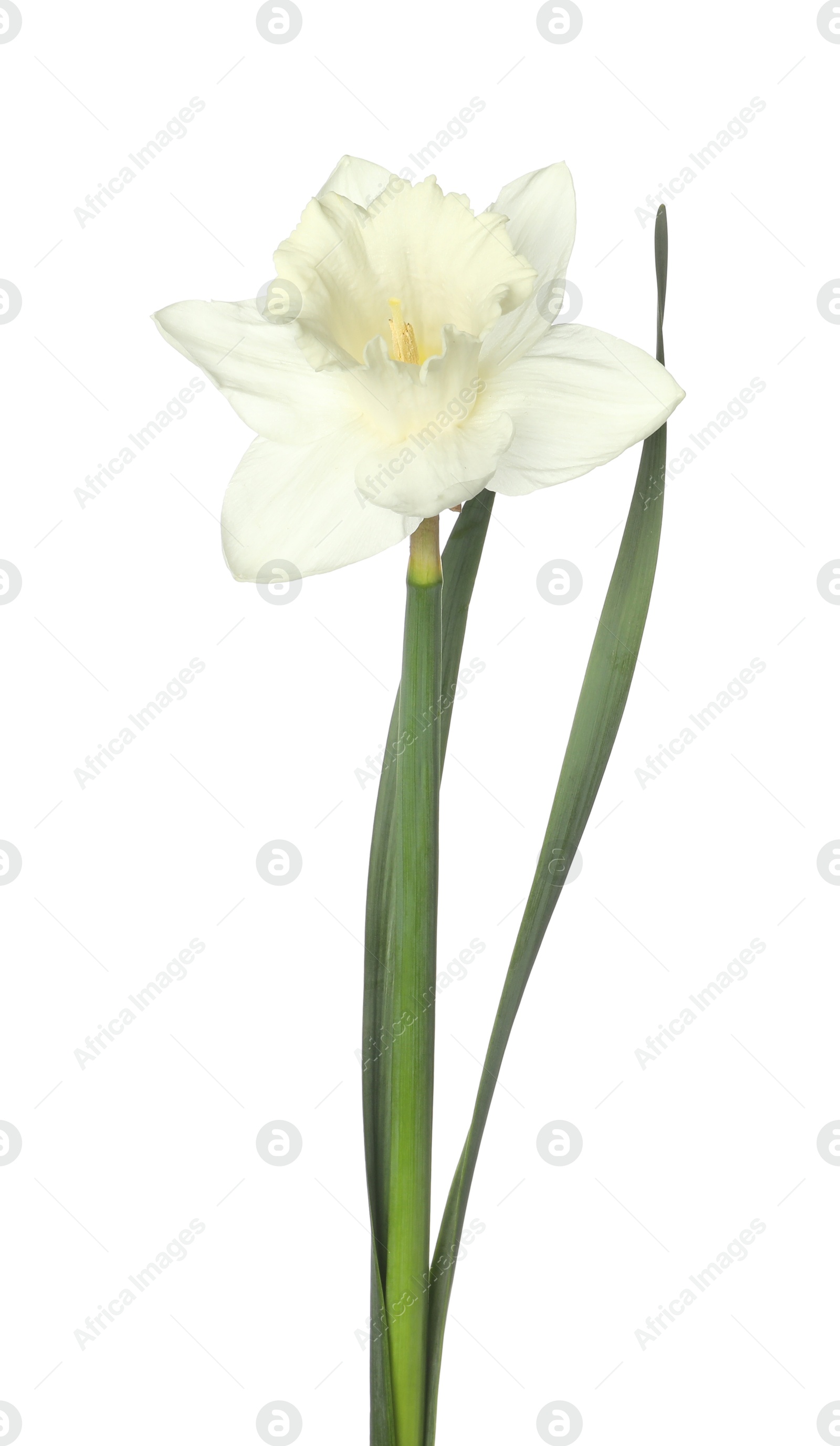 One beautiful color daffodil isolated on white Photo of One beautiful color daffodil isolated on white