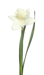 Photo of One beautiful color daffodil isolated on white