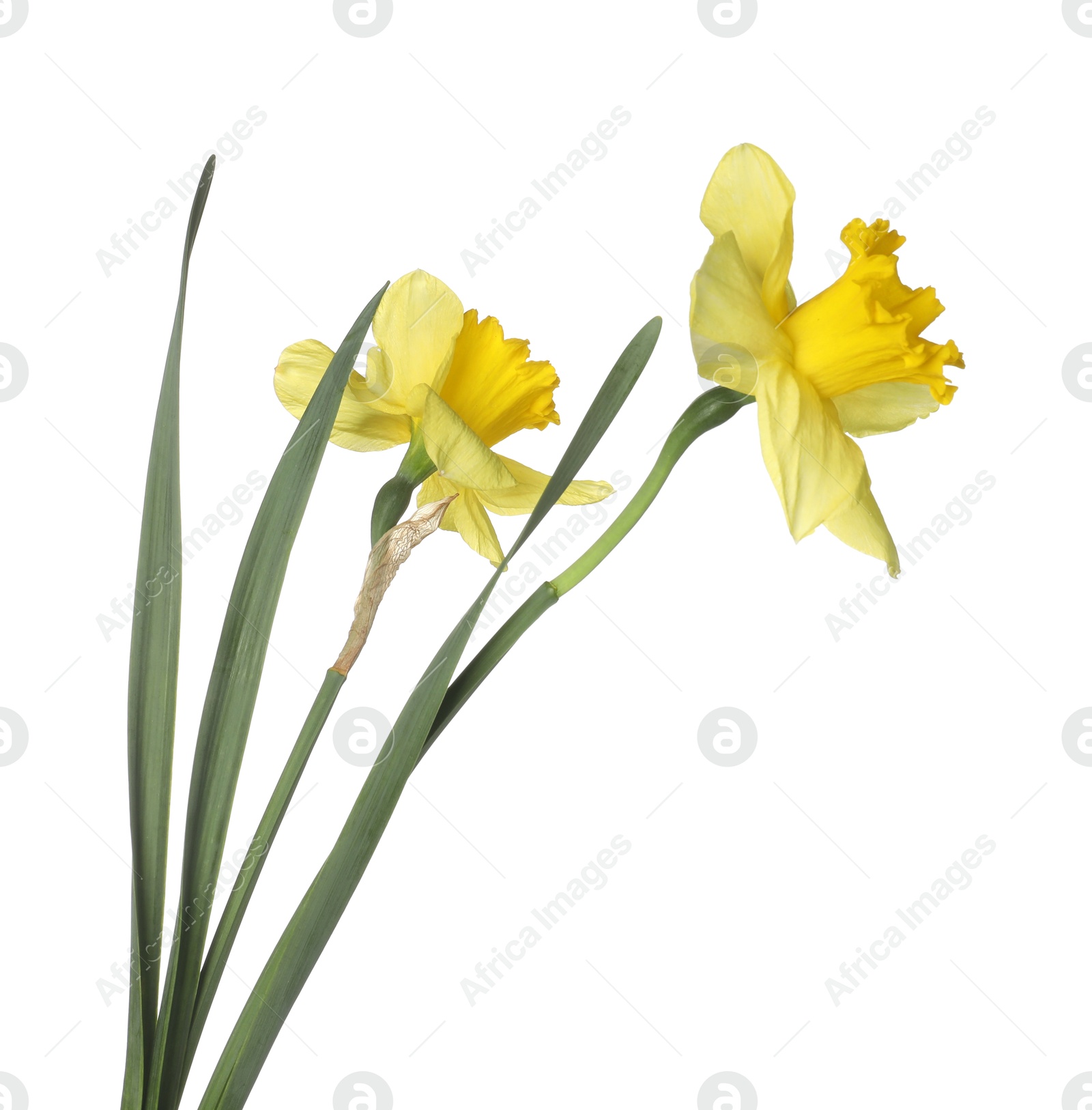 Two beautiful yellow daffodils isolated on white Photo of Two beautiful yellow daffodils isolated on white