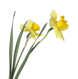 Photo of Two beautiful yellow daffodils isolated on white