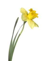 Photo of One beautiful yellow daffodil isolated on white