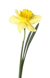 Photo of One beautiful yellow daffodil isolated on white