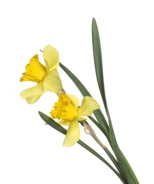 Photo of Two beautiful yellow daffodils isolated on white
