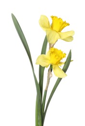 Photo of Two beautiful yellow daffodils isolated on white