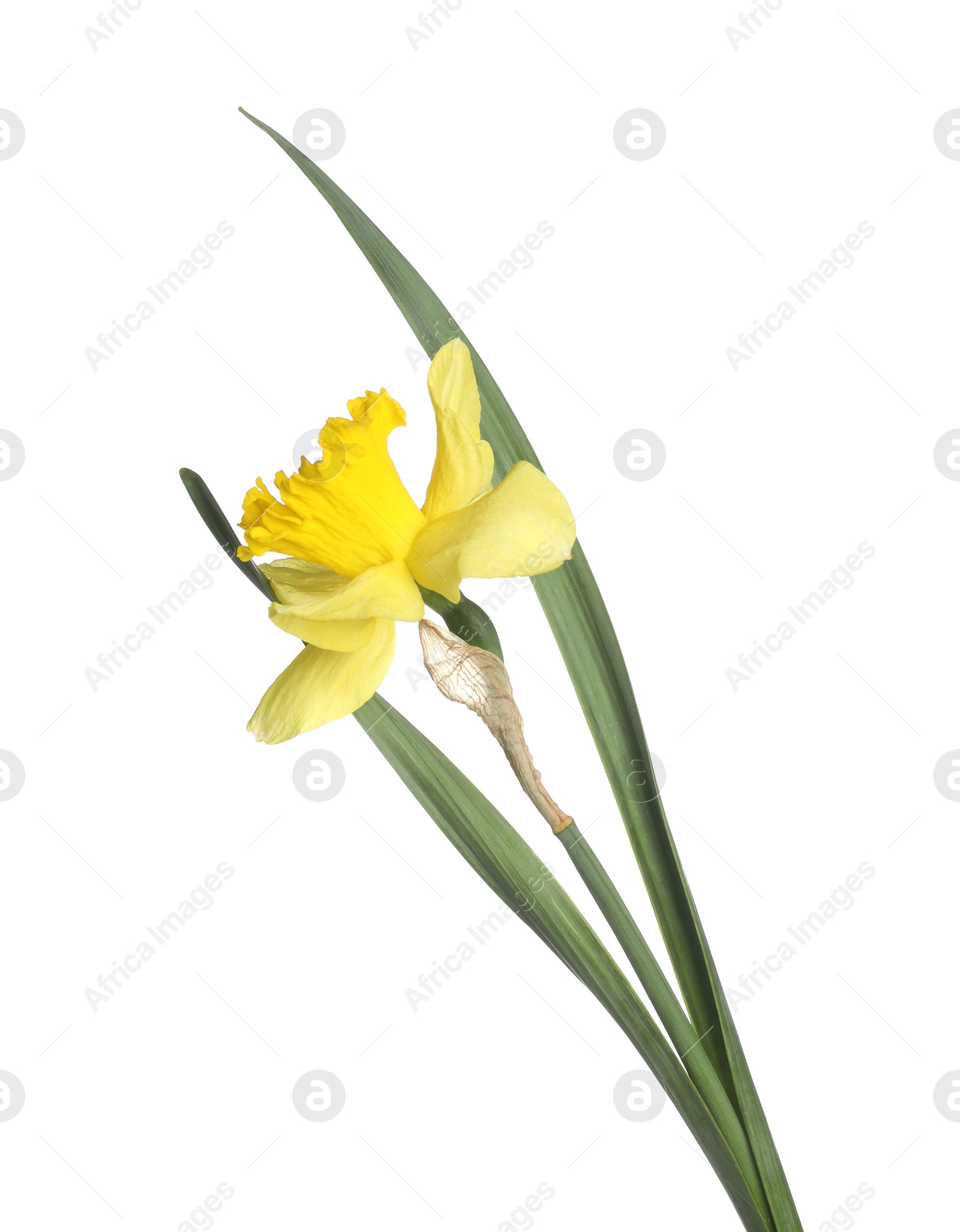 One beautiful yellow daffodil isolated on white Photo of One beautiful yellow daffodil isolated on white