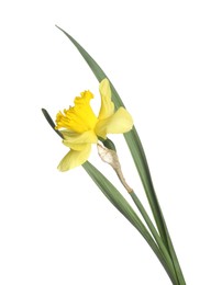 Photo of One beautiful yellow daffodil isolated on white