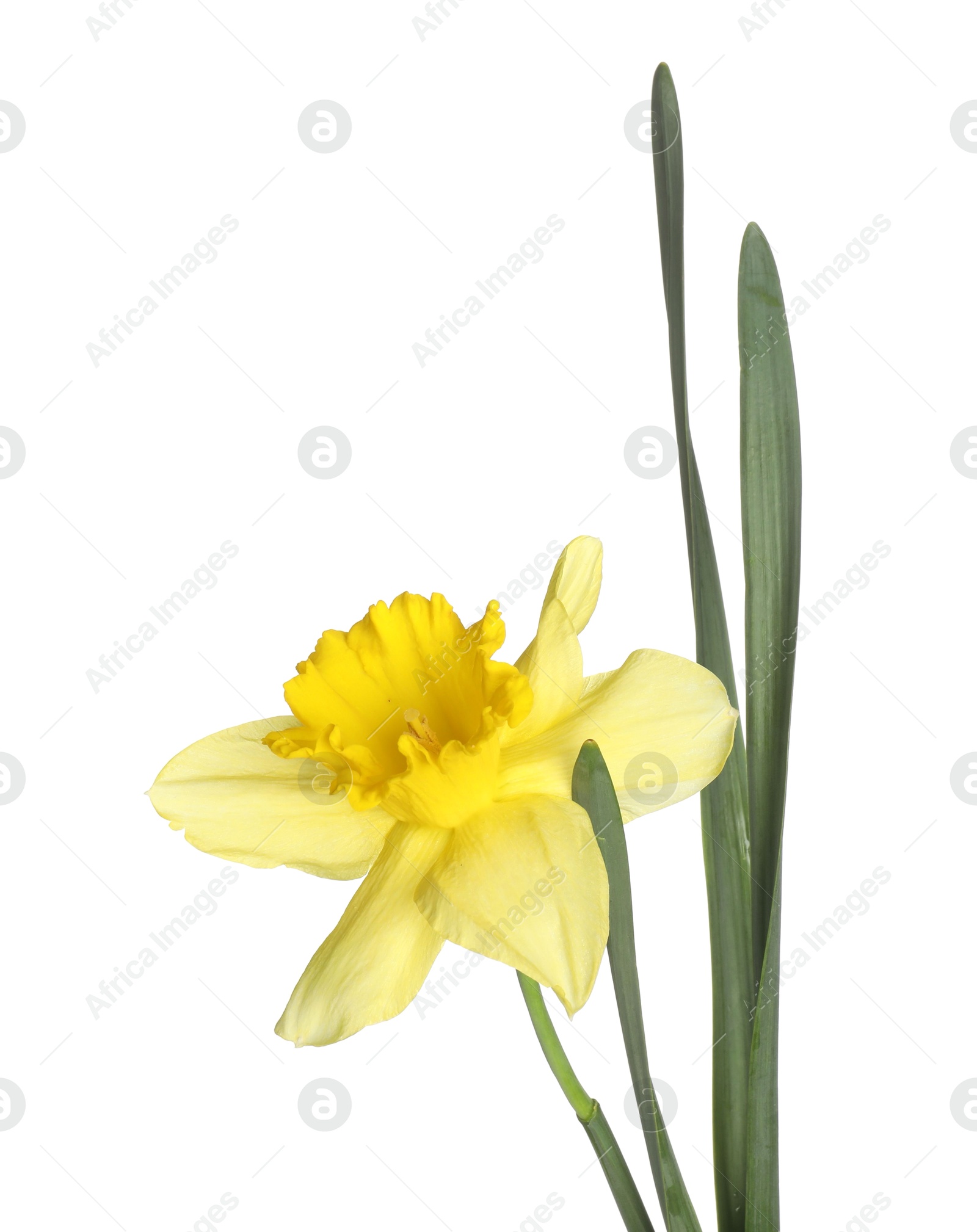 One beautiful yellow daffodil isolated on white Photo of One beautiful yellow daffodil isolated on white