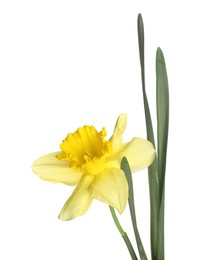 Photo of One beautiful yellow daffodil isolated on white