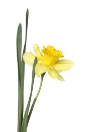 Photo of One beautiful yellow daffodil isolated on white