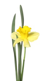 Photo of One beautiful yellow daffodil isolated on white