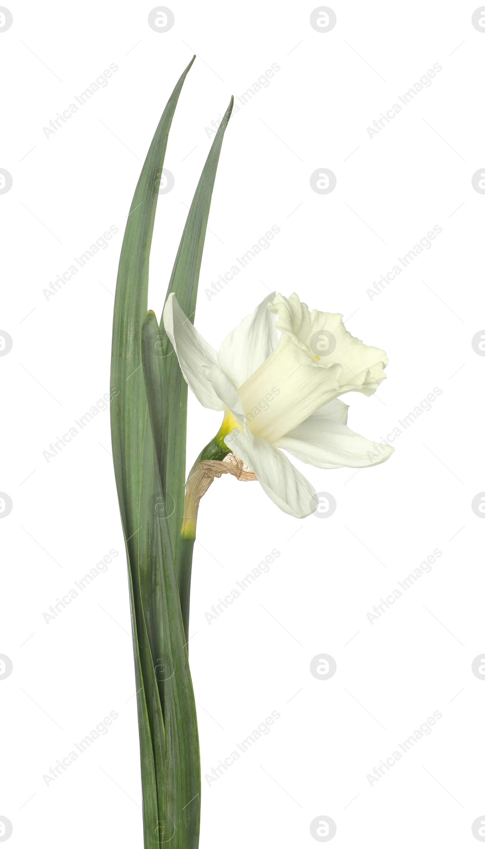 One beautiful color daffodil isolated on white Photo of One beautiful color daffodil isolated on white