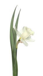 Photo of One beautiful color daffodil isolated on white