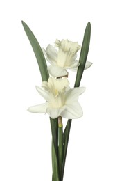 Photo of Two beautiful color daffodils isolated on white