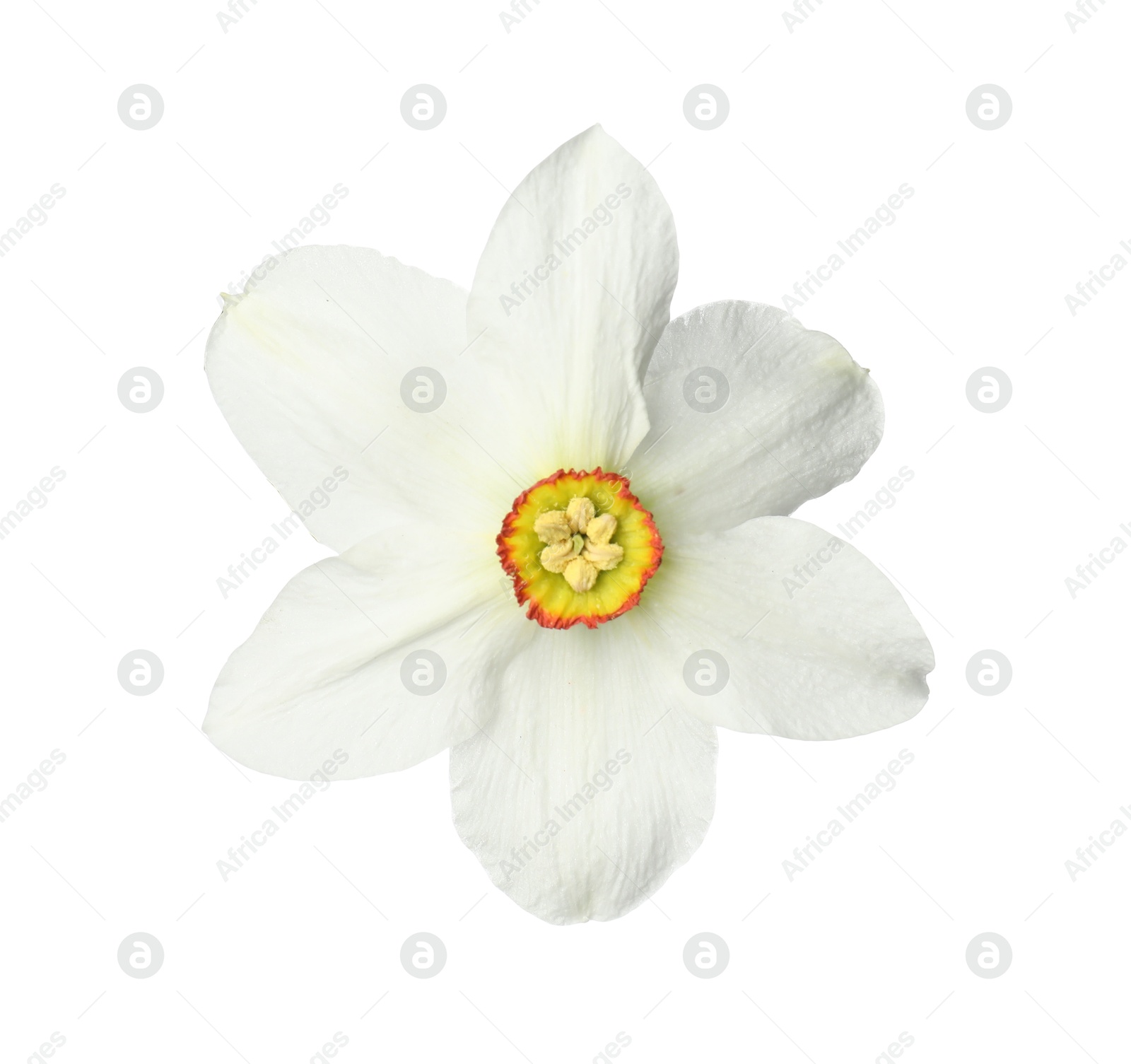 One beautiful daffodil flower isolated on white Photo of One beautiful daffodil flower isolated on white