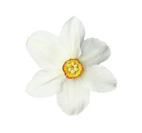 Photo of One beautiful daffodil flower isolated on white
