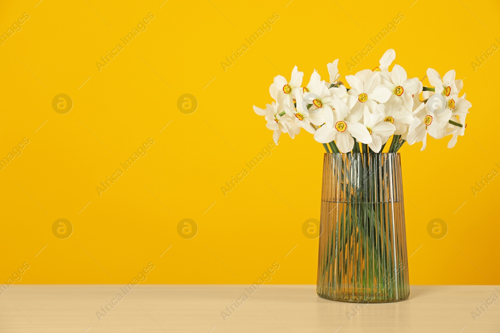 Beautiful daffodils in vase on table against yellow background. Space for text Photo of Beautiful daffodils in vase on table against yellow background. Space for text
