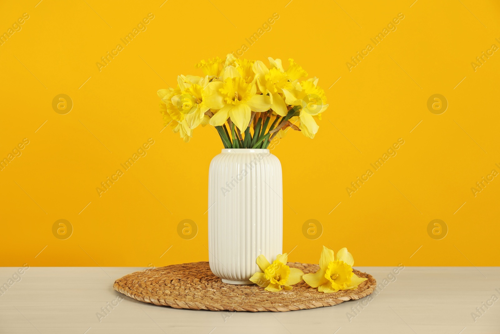Beautiful daffodils in vase on table against yellow background Photo of Beautiful daffodils in vase on table against yellow background