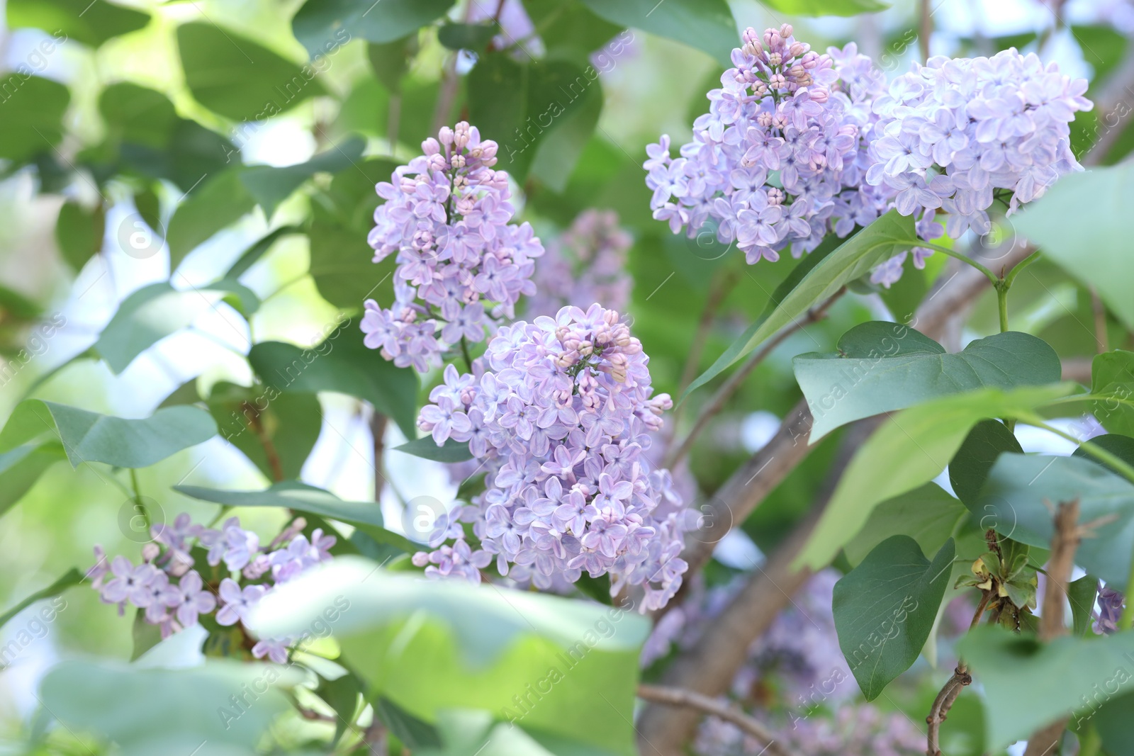 Photo of Lilac plant with beautiful blossoms and green leaves outdoors, closeup