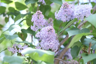 Photo of Lilac plant with beautiful blossoms and green leaves outdoors, closeup