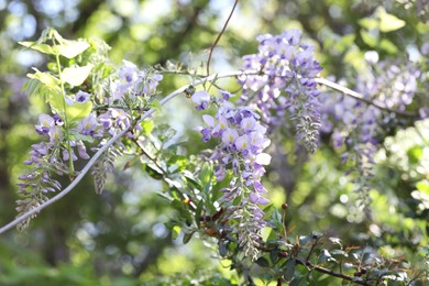 Photo of Wisteria plant with beautiful blossoms outdoors, closeup