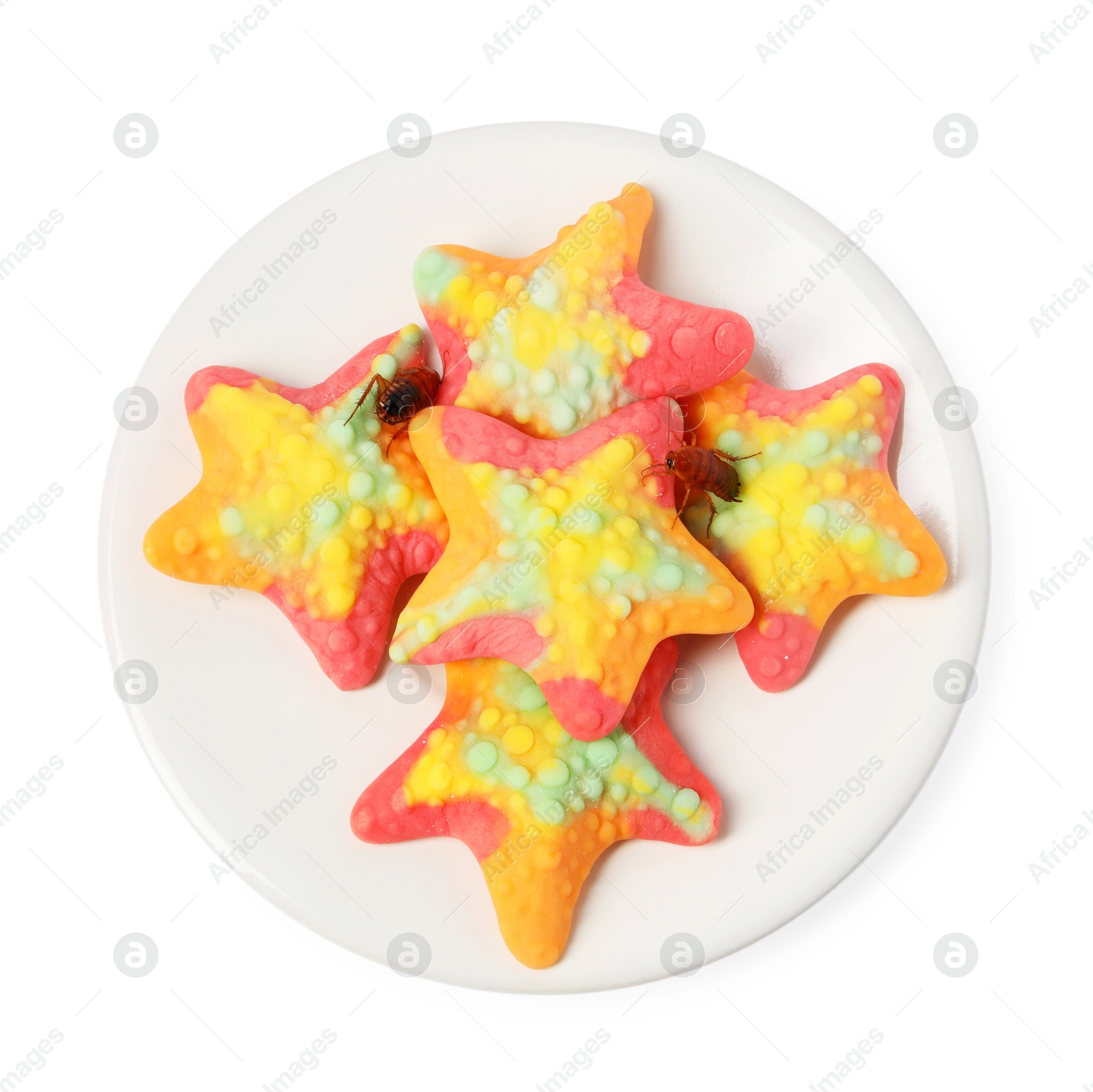 Cockroaches crawling on gummy candies against white background, top view Photo of Cockroaches crawling on gummy candies against white background, top view