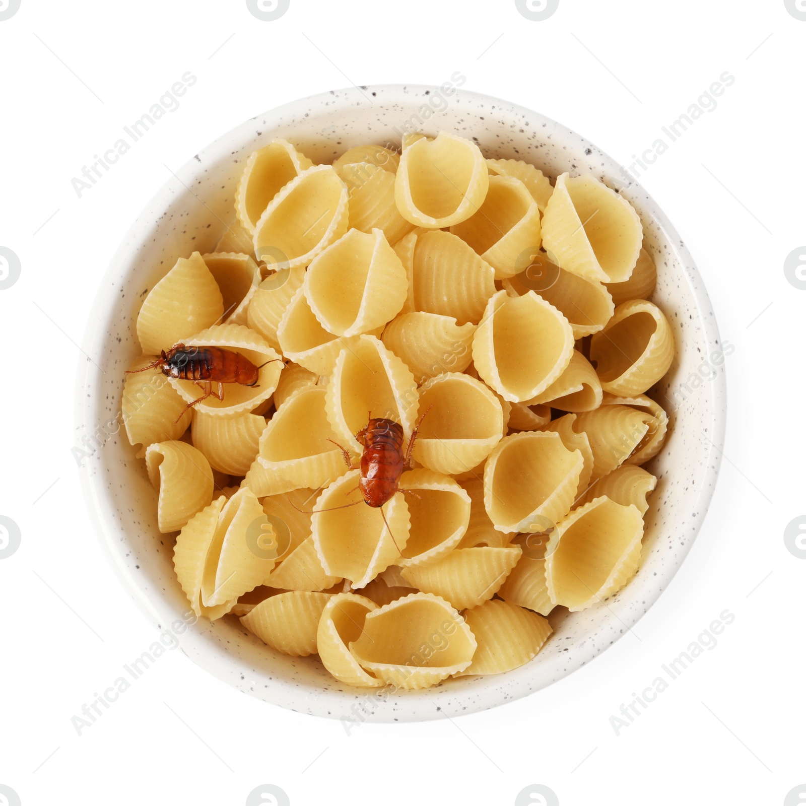 Cockroaches crawling on pasta in bowl against white background, top view Photo of Cockroaches crawling on pasta in bowl against white background, top view