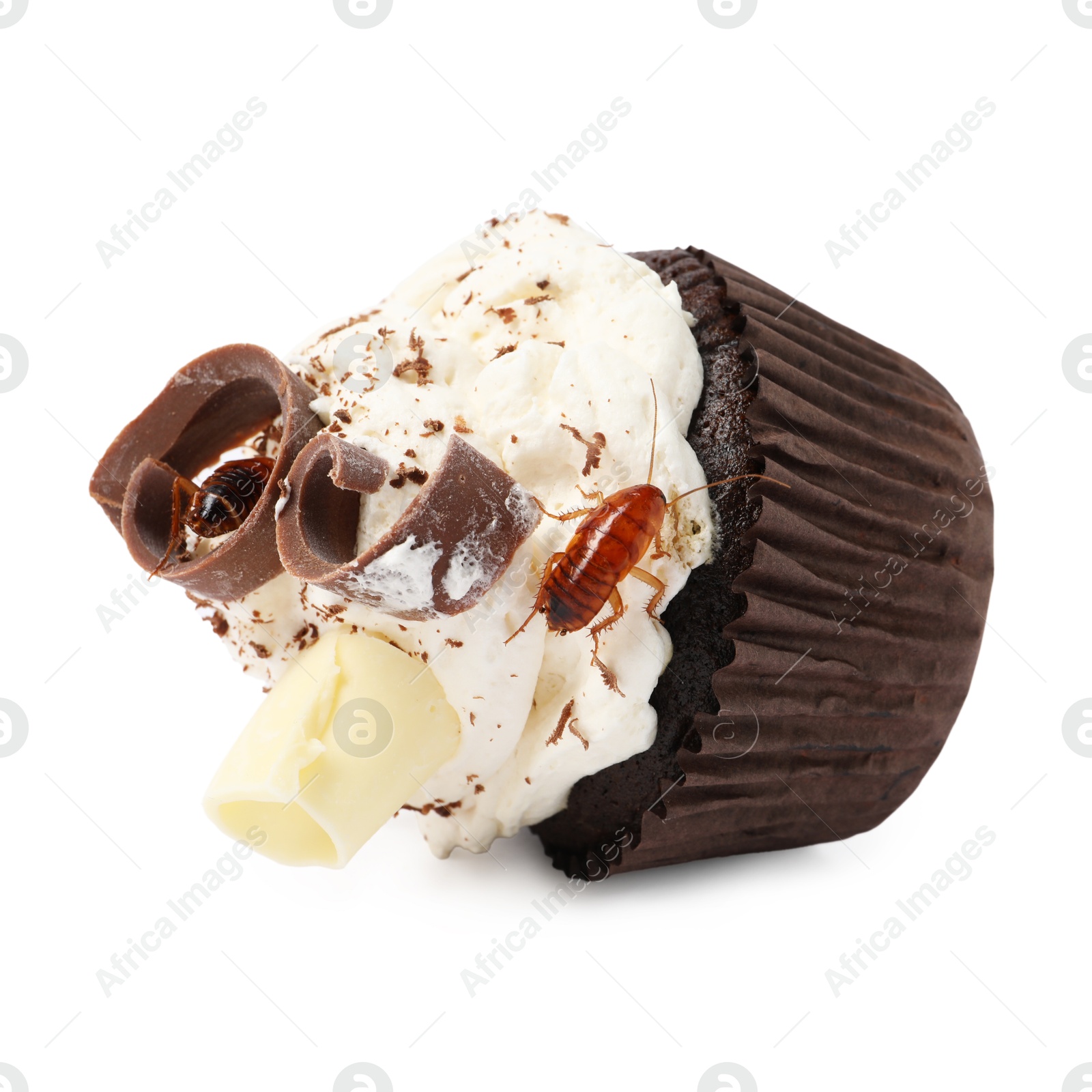 Cockroach crawling on cupcake against white background Photo of Cockroach crawling on cupcake against white background