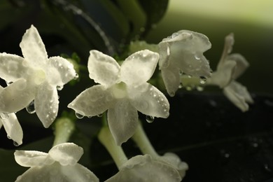 Photo of Beautiful jasmine plant with flowers and water drops on blurred background, closeup
