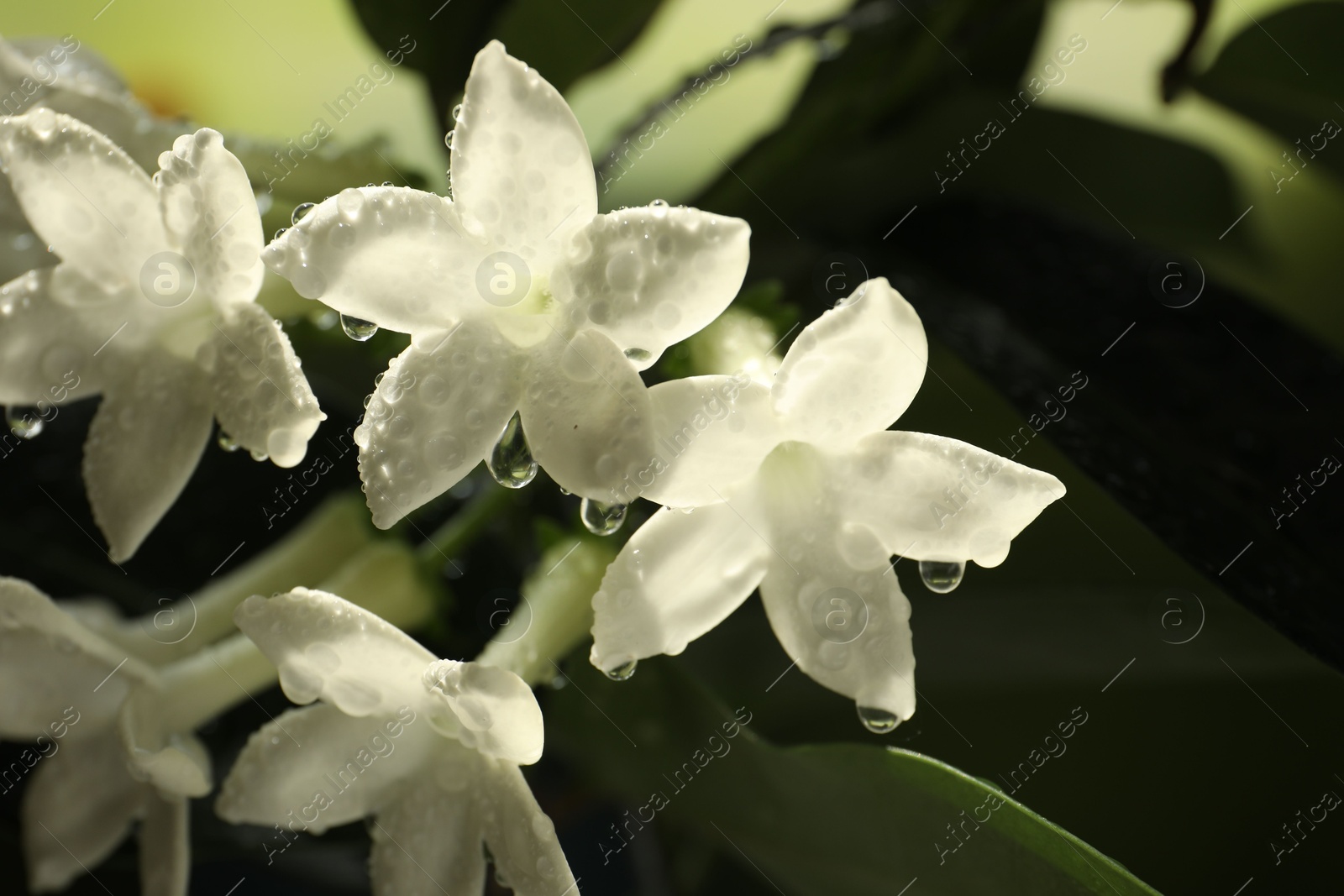 Beautiful jasmine plant with flowers and water drops on blurred background, closeup Photo of Beautiful jasmine plant with flowers and water drops on blurred background, closeup
